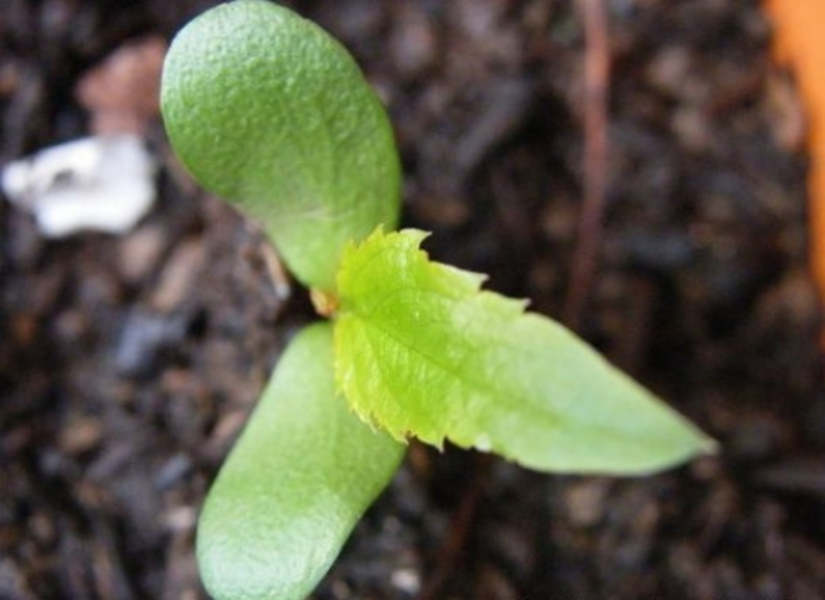 Image result for dicotyledon seedling