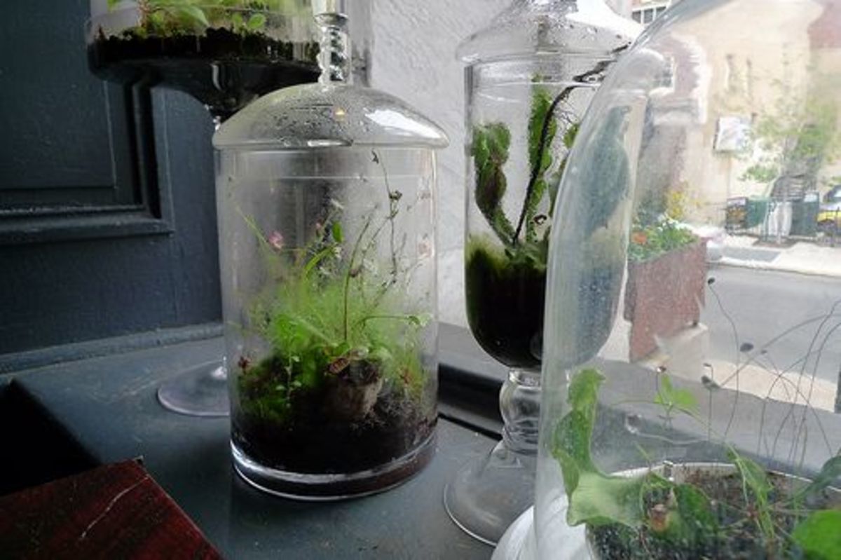 Pictures Of Terrariums Made From Soda Bottles 15