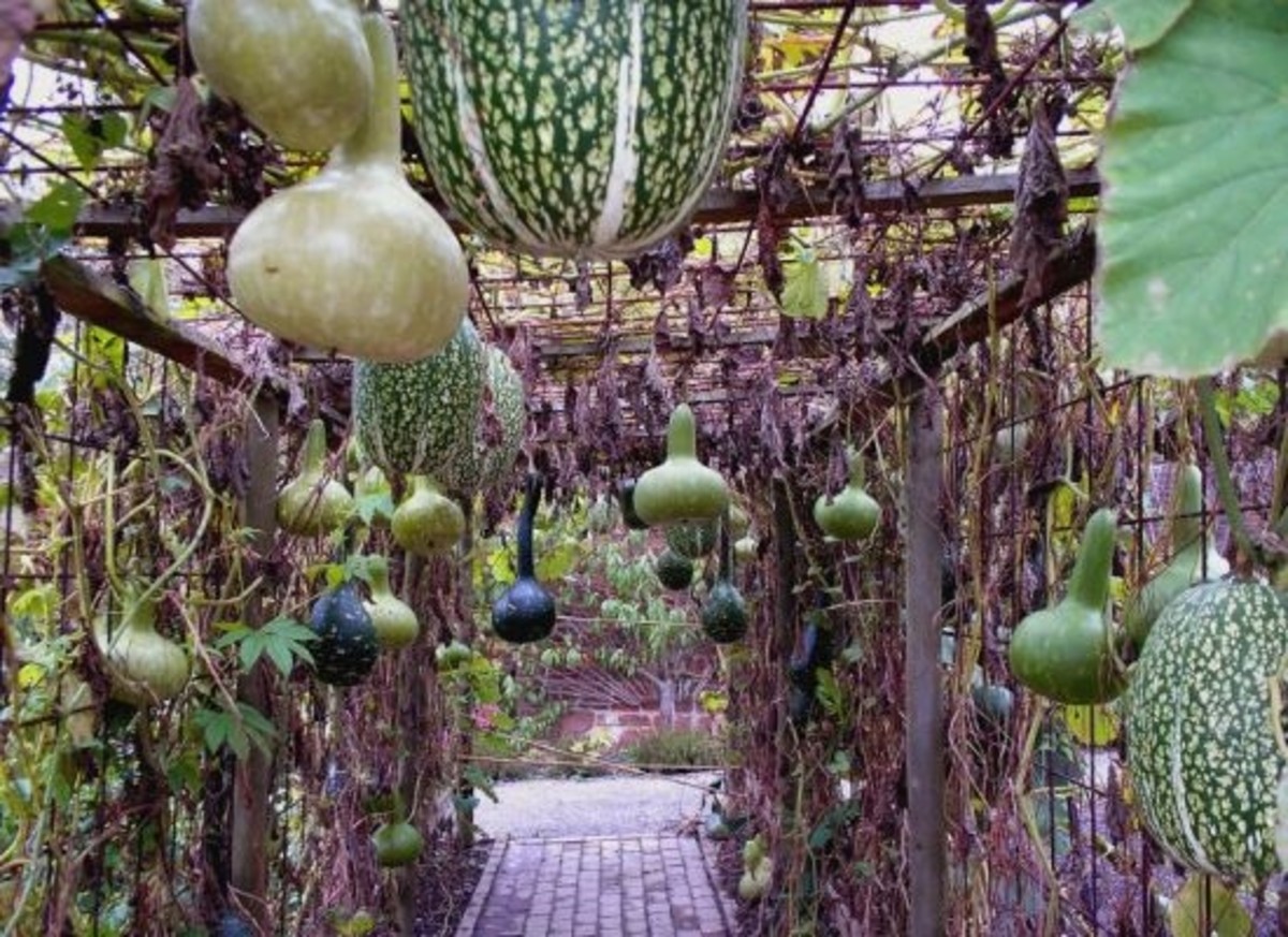 Image result for hanging vegetables