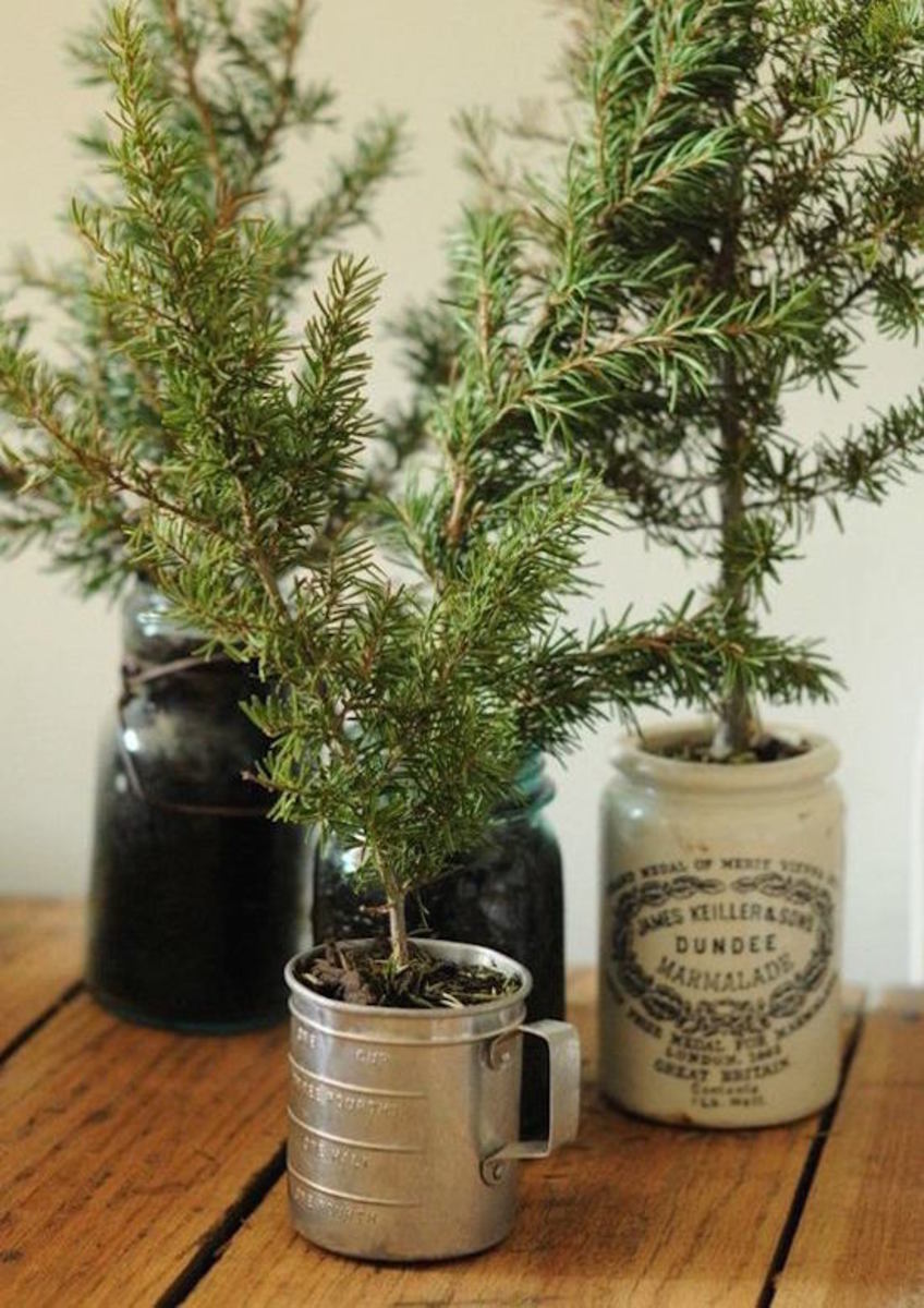 10 Christmas Tree Alternatives: Leave Trees in the Forest