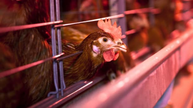 Egg-Producing States Sue Over California’s New Animal Welfare Laws
