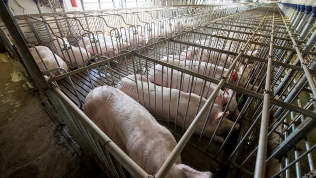 Animal Welfare Victory in Massachusetts Just Changed U.S. Livestock Production