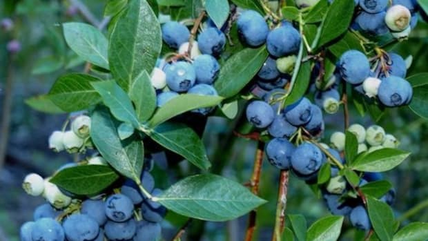 blueberry-vine
