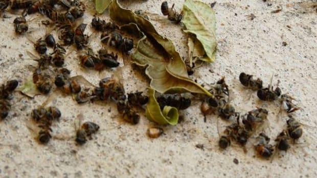 pesticides-dead-bees-minnesota-ccfl