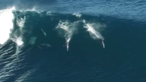 At Least these Dolphins are Happy [Video]