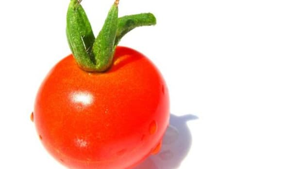 tomato-ccflcr-spisharam