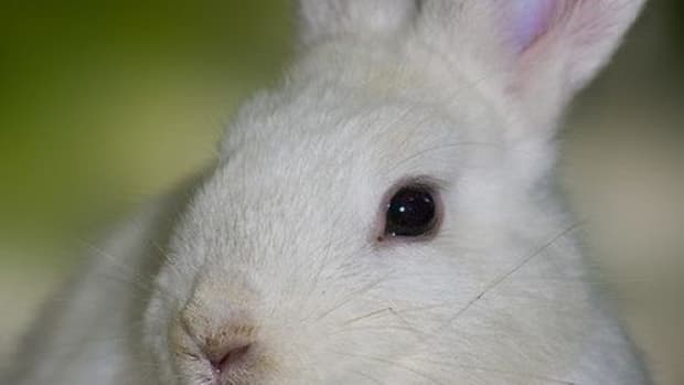 bunny-ccflcr-aussiegall