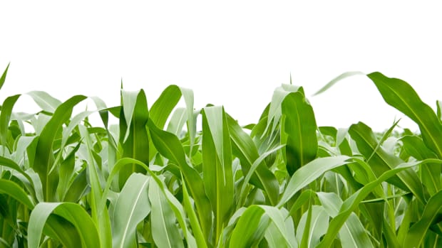 Investigation Finds GMO Crops Show 'No Discernible Advantage'