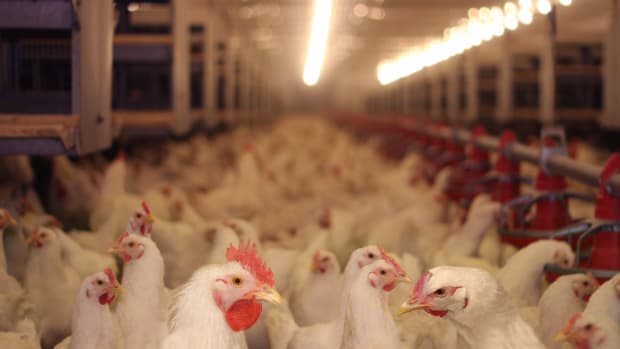 Antibiotics in Asian Livestock Industry Pose Global Health Crisis, Warns New Report Antibiotics in Asian Livestock Industry Pose Global Health Crisis, Warns New Report