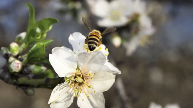California Drought Forcing Honeybees Out of State