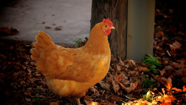 Rent a chicken coop for your backyard
