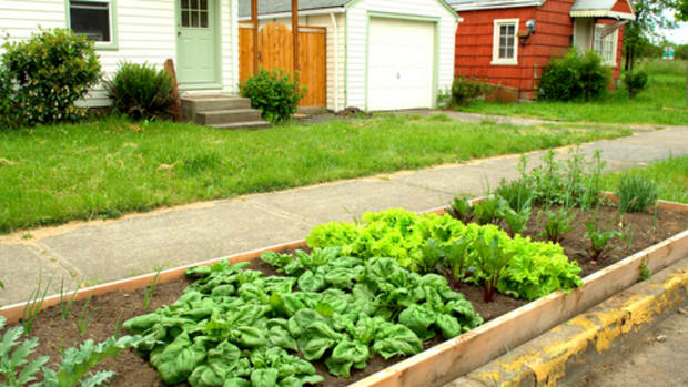 Los Angeles City Sidewalks are About to Become Overgrown with Edible Gardens