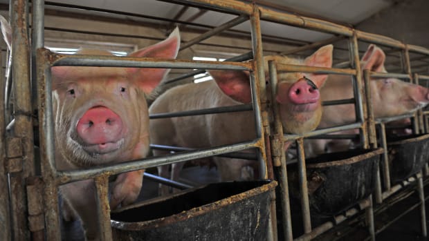2nd Pig Infected with E. Coli Resistant to Last Resort Antibiotics, Says USDA