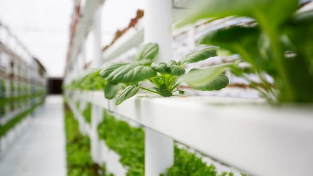 Confusion Over Hydroponics Grows at National Organic Standards Board Meeting