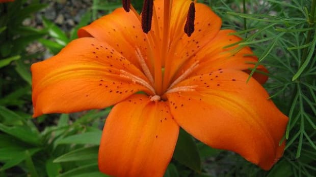 enchantment asiatic lily