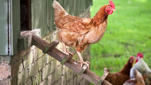 USDA Delays Rule Forcing Farmers to Give Organic Egg-Laying Hens Outdoor Access