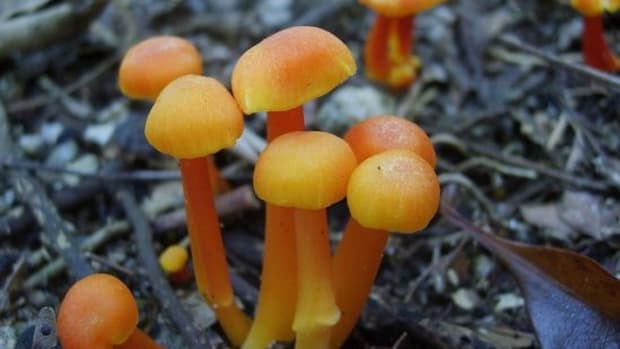 mushroom-ccflcr-robstephaustralia1