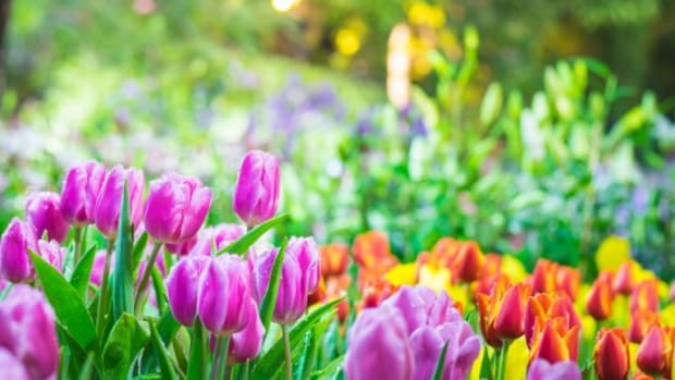 Color Me Happy! 10 Ways to Add Color to Your Spring Garden NOW.