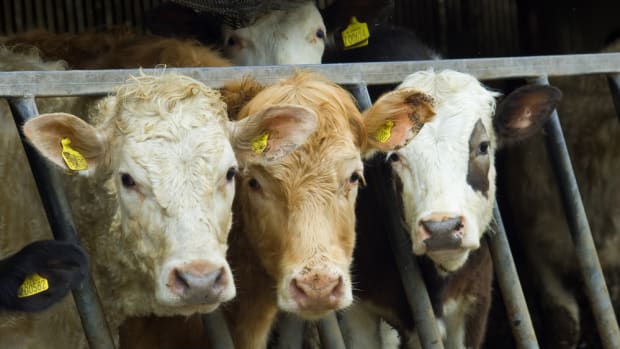 Dietary Guidelines Won't Consider Meat's Impact on Environment