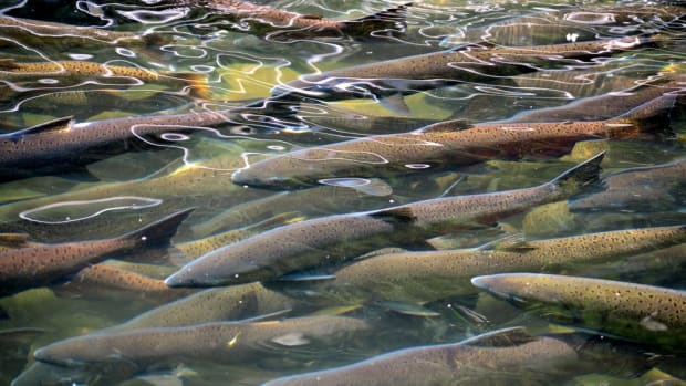 farmed salmon are going deaf around the world