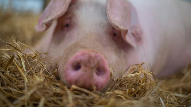 Genetically Engineered 'Double-Muscle' Pigs Surface in Cambodia