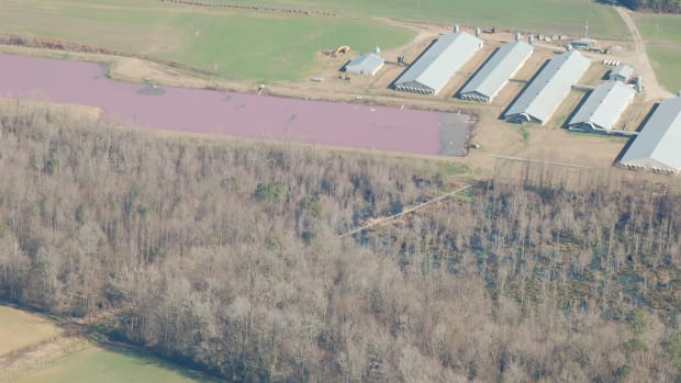 Factory Farm Manure is Pollution: A Washington Judge's Landmark Ruling