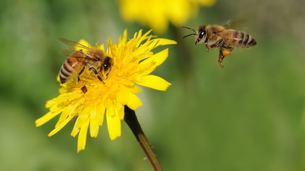 Struggling Honey Bees are Making Poisonous Honey, Pesticide Residue Widespread, Study Finds