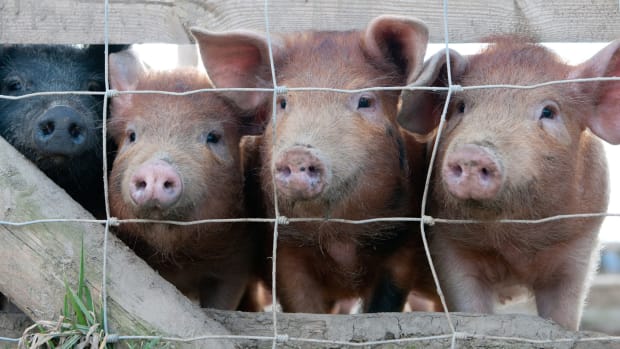 The Realities of Factory Farming Completley Misunderstood, New Study Finds