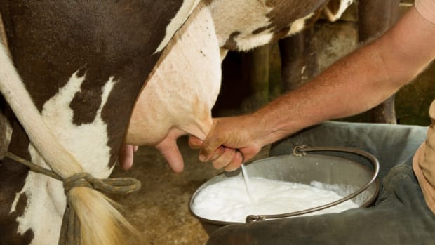 Is the Entire Dairy Industry Built on a Lie? [Video]