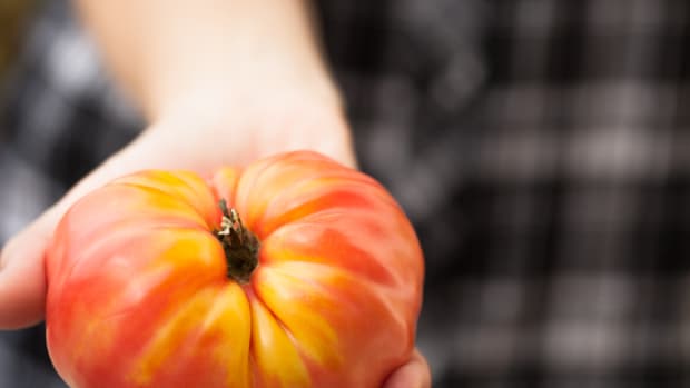 7 Steps to Save Heirloom Tomato Seeds and Start Your Own Seed Bank