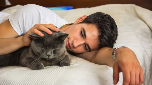 Celebrate National Hug Your Cat Day with these feline approved ways.