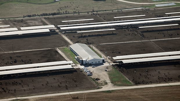Organic Milk and Egg Producers Accused of 'Factory Farm' Conditions that Violate Organic Law