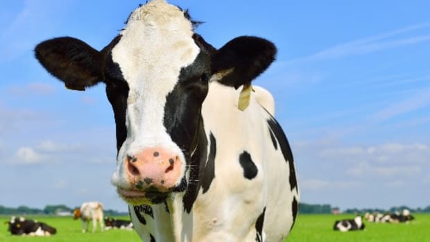 Cows Wearing Fitbits Could Soon Be a Thing (No, But Seriously)