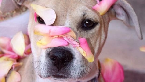 dog-ccflcr-pinksherbetphotography