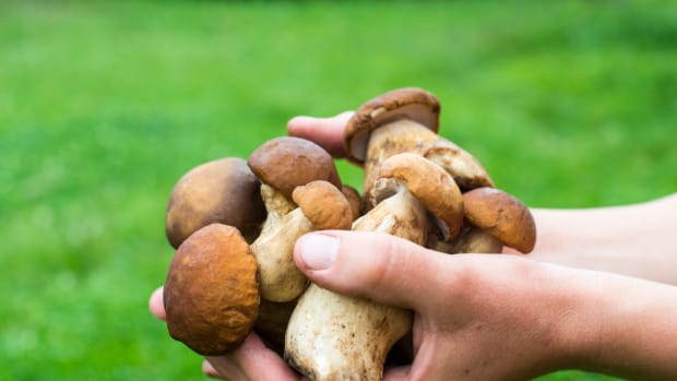 Which Medicinal Mushroom is Right for You?