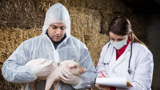 FDA Steps Up Effort to Get Illegal Livestock and Pet Medications Off the Market