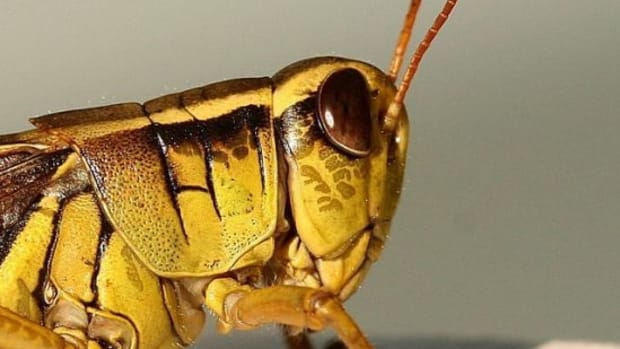 grasshopper-ccflcr-lidarose
