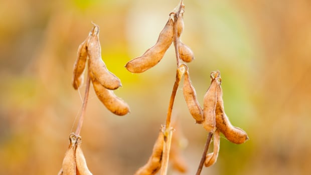 Food Scientists Create a Global Warming Resistant “Super Bean”