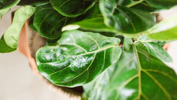How to Make Your Fiddle Leaf Fig Happy