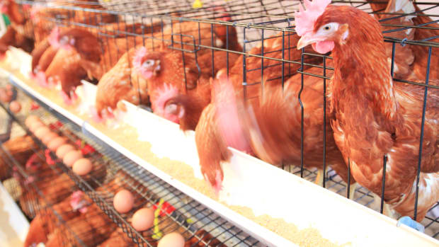 First Ever Egg Factory Farm Drone Exposé Reveals the Horrific Reality for Millions of Hens