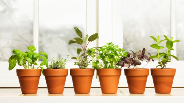 5 Easy Indoor Garden Kits: Green Thumb or Not!