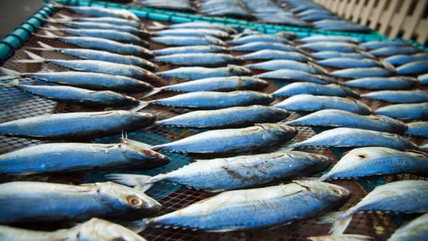 Federal Task Force Targets Illegal Fishing and Seafood Fraud