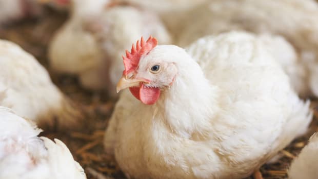 Walmart Sued Over Misleading Marketing on Organic Cage-Free Eggs