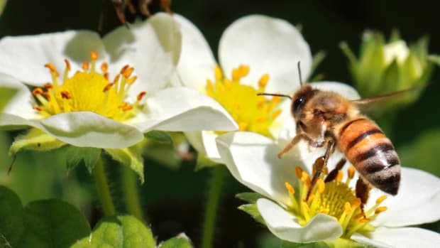 honeybees can be affected by neonicotinoid pesticides