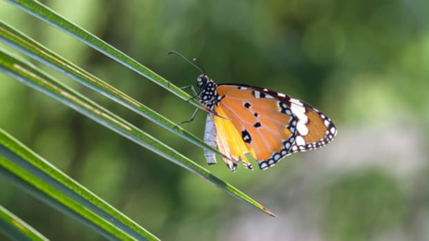 Report Finds Monsanto's Roundup Directly Responsible for Declining Monarch Butterfly Populations