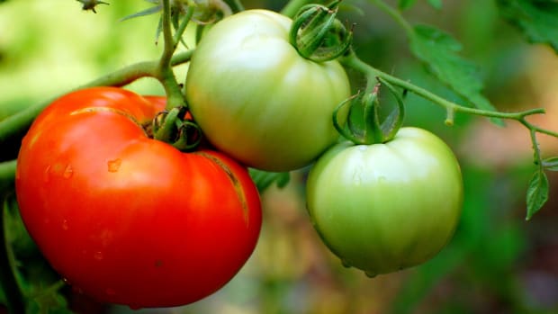 grow your own tomatoes
