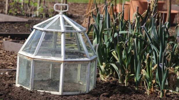 What the Heck Is a Cloche? And Why Does My Garden Need One?