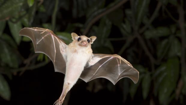 Which Types of Bats are True Superheroes? Pretty Much All of Them, and Here's Why