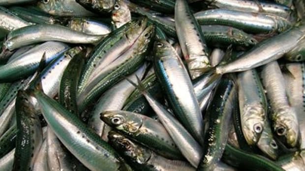 Pacific sardines
