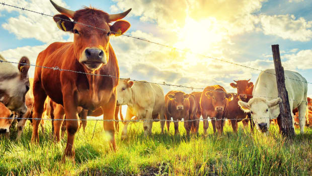 Organic Meat and Milk Offer 50 Percent More of This Key Nutrient than Conventional
